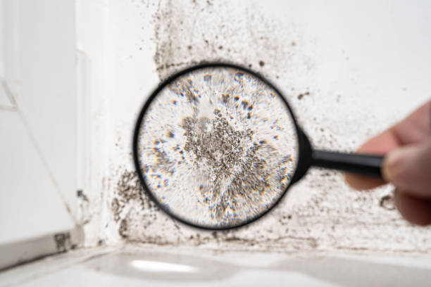 Forensic Mold Investigation