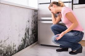 Eastern Goleta Valley, CA Mold Prevention & Removal  Company